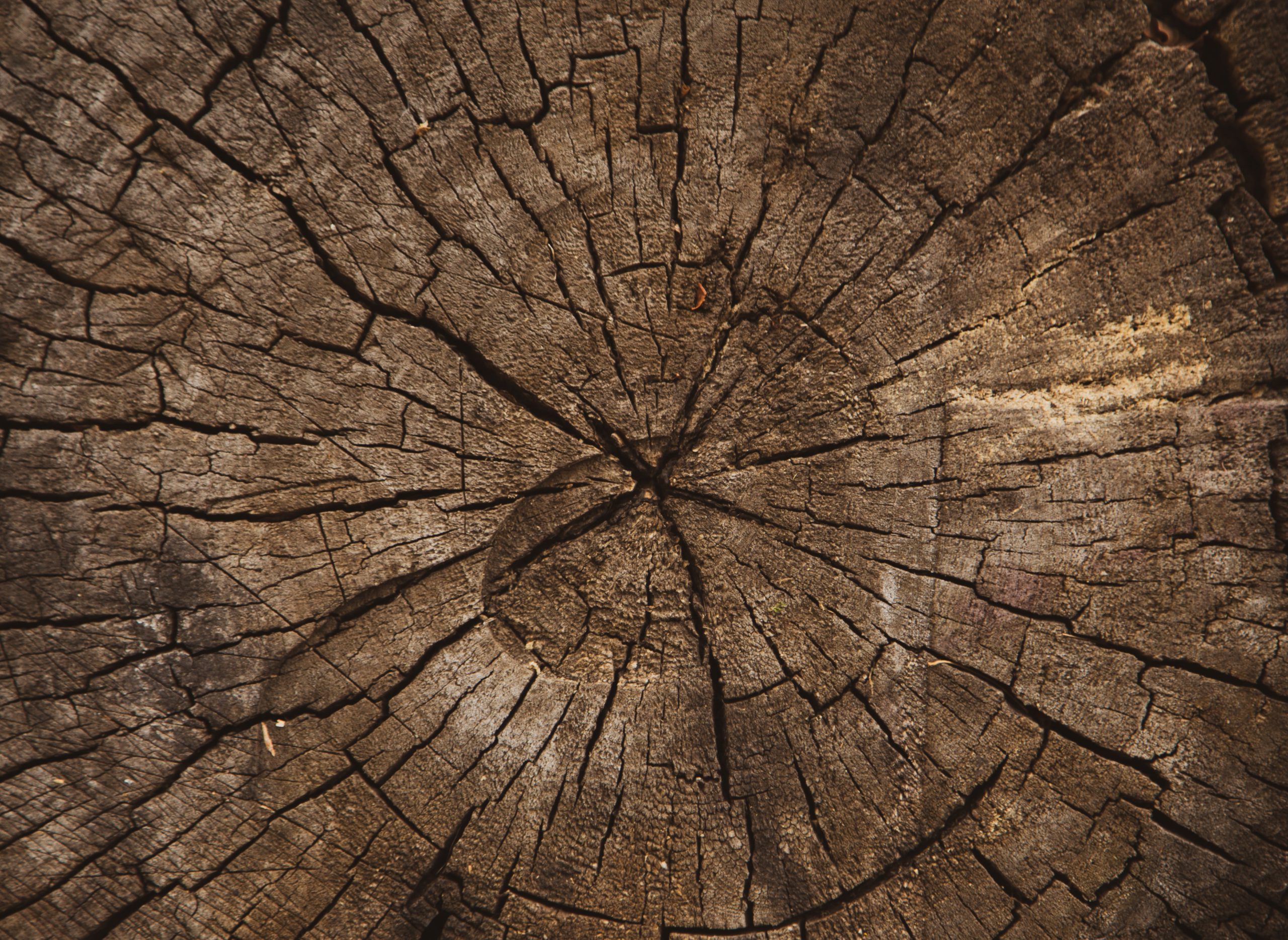 volodymyr-hryshchenko-6YtOaq-PyHY-unsplash